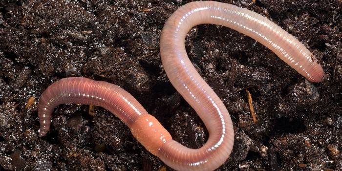 Worm sa pangingisda