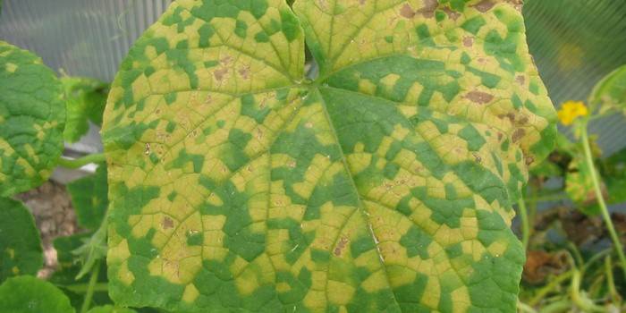 Rouille sur les feuilles de concombre