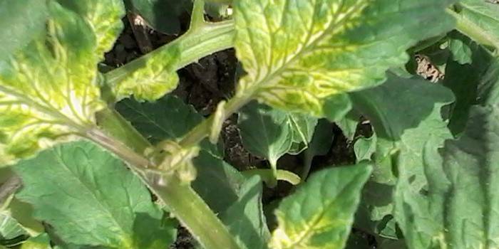Gelbe Blätter der Tomate