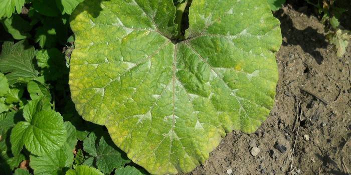 Taches sur les feuilles de concombres
