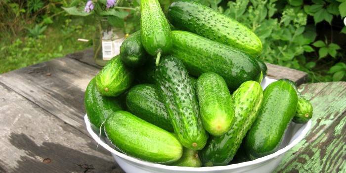 Colheita de Pepino