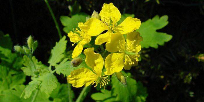 Celandine στη φύση