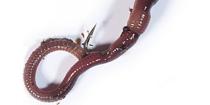 Worm Hook