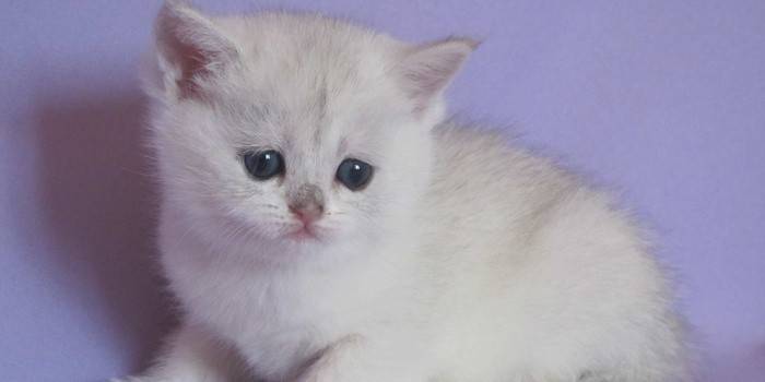 gattino di tre mesi