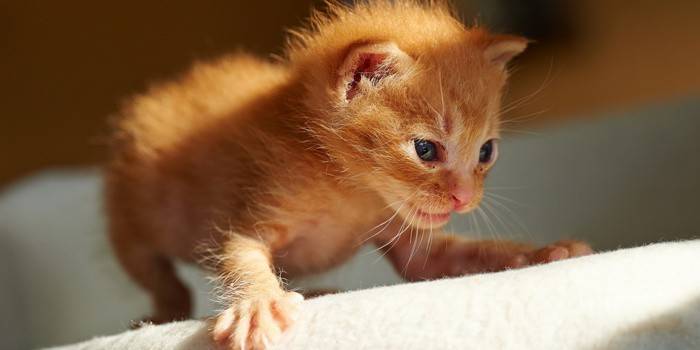 I primi passi di un gattino
