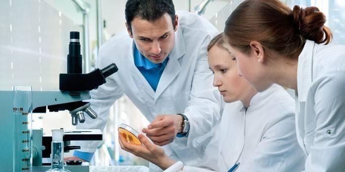 I medici esaminano la cultura in una capsula di Petri