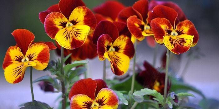 Fleurs violettes