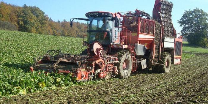 Tractor on the field harvests beets