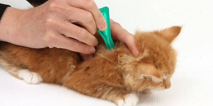 Tratamento de um gatinho com gotas de pulgas