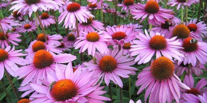 Echinacea Blumen