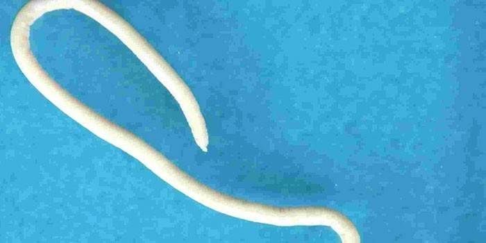 Foto di un cane worm