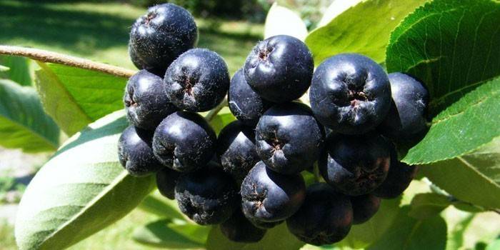 Aronia ผลเบอร์รี่บนต้นไม้