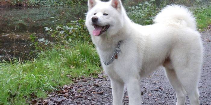 Koira Laika