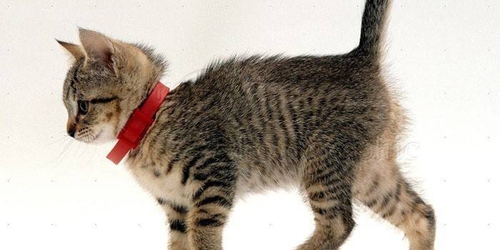 Pire tasması yavru kedi