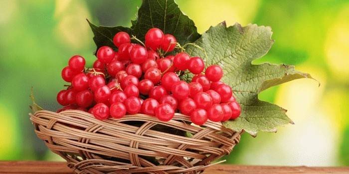 Viburnum ในตะกร้า