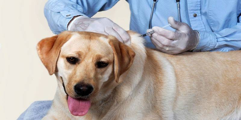 Ang Veterinarian ay nagbibigay sa isang aso ng isang iniksyon