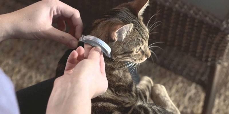 Flea at lagyan ng kwelyo para sa mga pusa