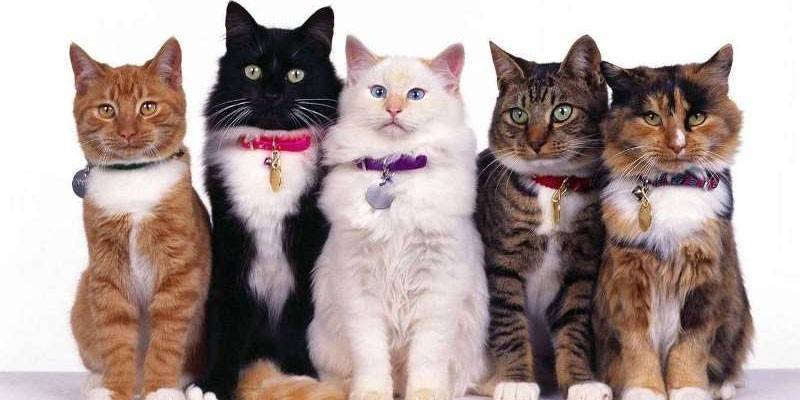 Mga kolar para sa mga pusa