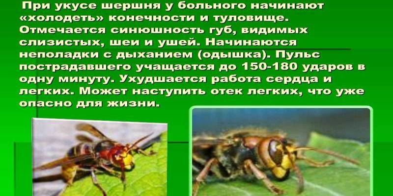 Hornet-pureman merkit
