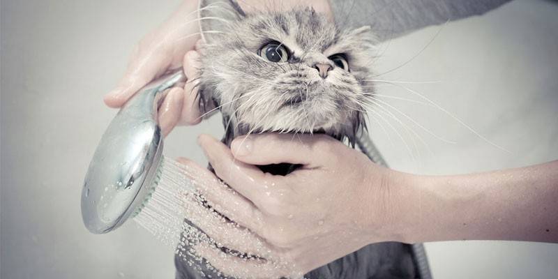 Mga paggamot sa tubig para sa mga pusa