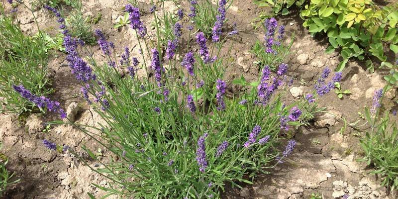 Lavande dans le jardin