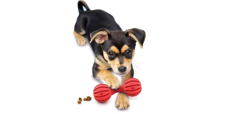 Puppy Waggle X-Maliit
