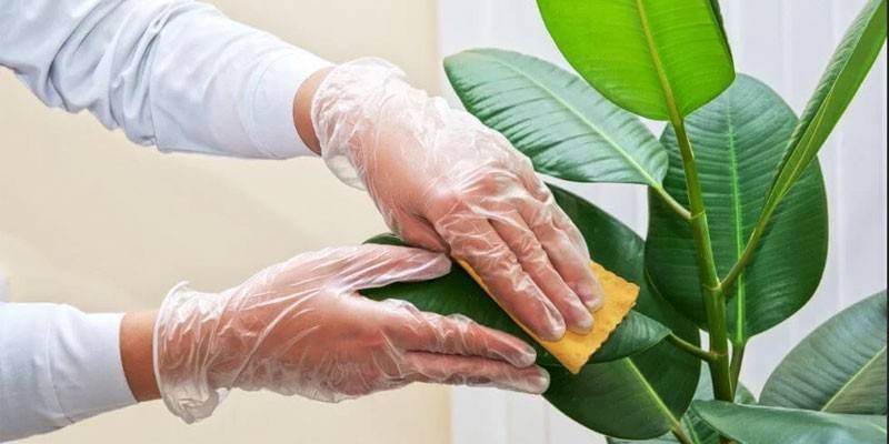 Remoção de insetos de escamas de plantas