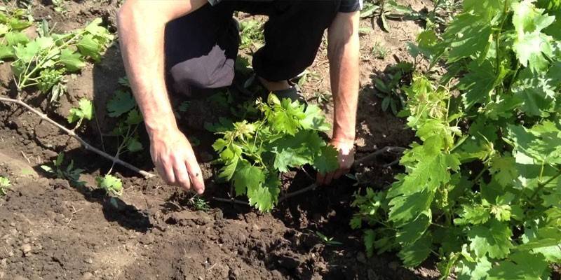 Propagação de uvas por estratificação