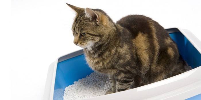 Cat sa tray