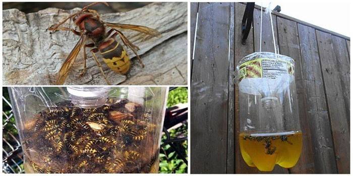 Bitag ng Wasp