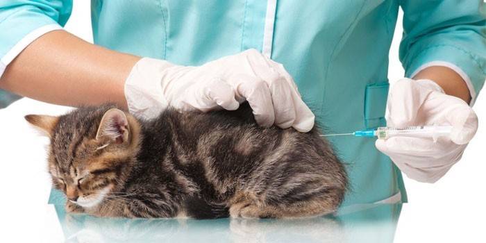 Un vétérinaire fait une injection à un chat