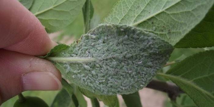 Aphid pesuallas