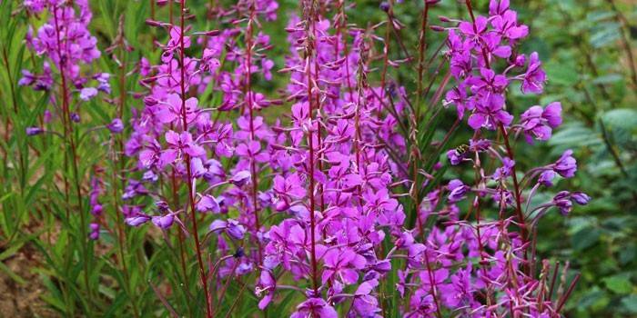 Planta de fireweed