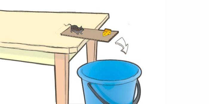Kauha ja hallitsija