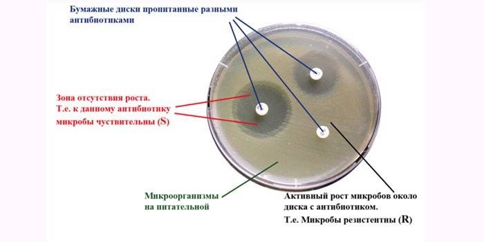 antibiotikogrammy