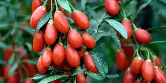 Barberry จีน