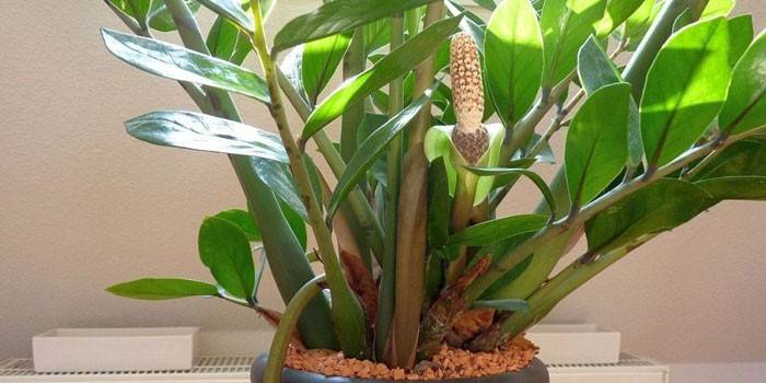 Fiori di zamioculcas