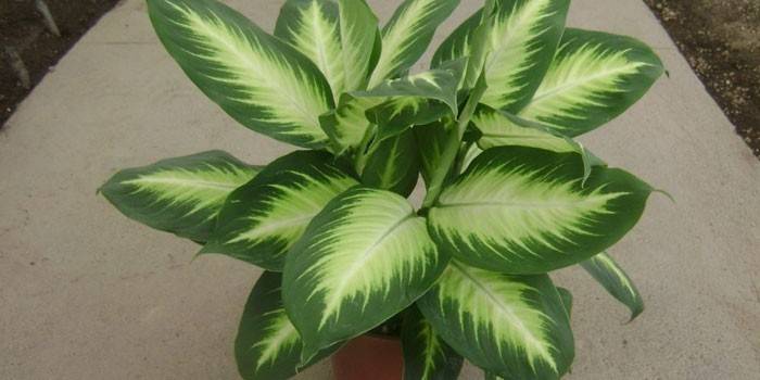 Dieffenbachia bitkisi