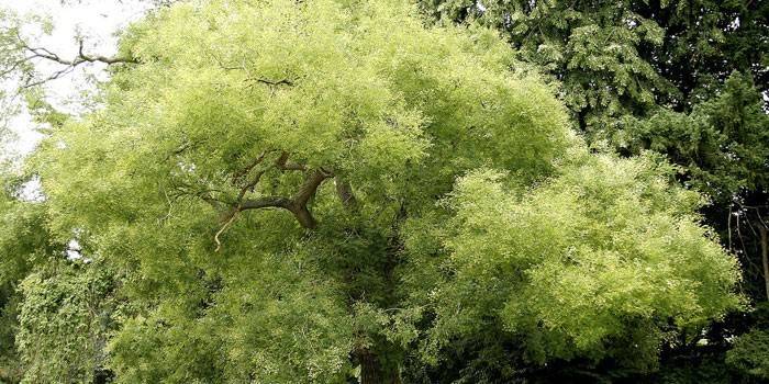 Albero di Sophora giapponese
