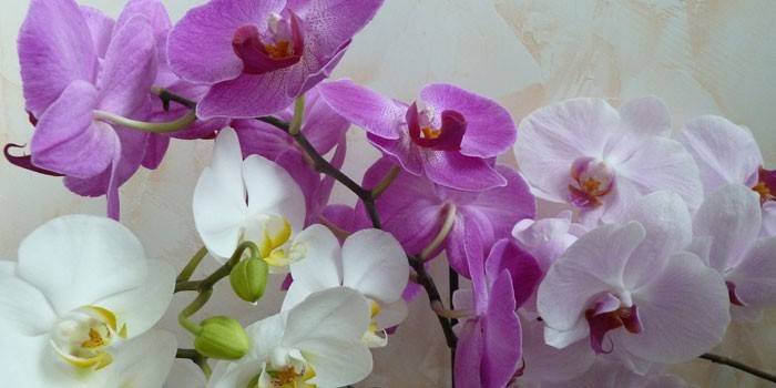  פרחי סחלב Phalaenopsis