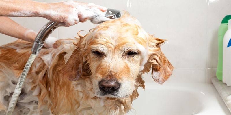 Ang aso ay hugasan sa shower
