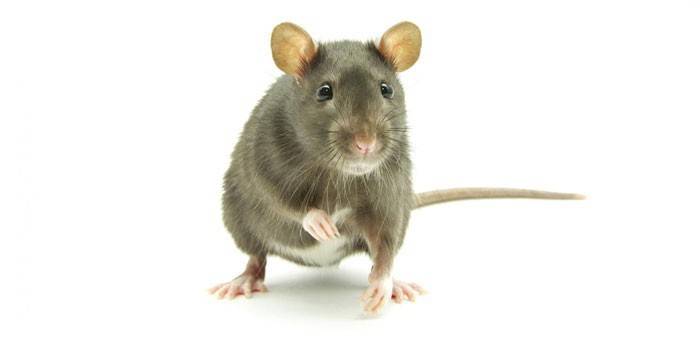 Le rat