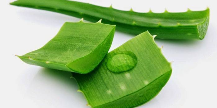 Folhas de aloe