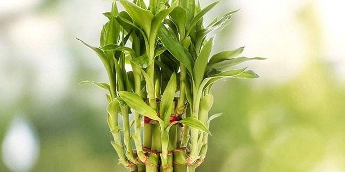 Dracaena Sander