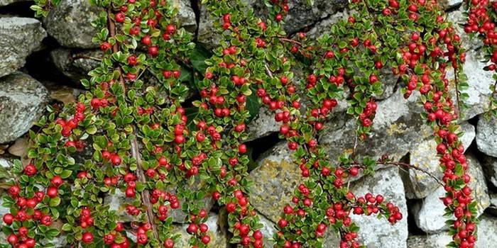 Cotoneaster ολόκληρο σε πέτρες