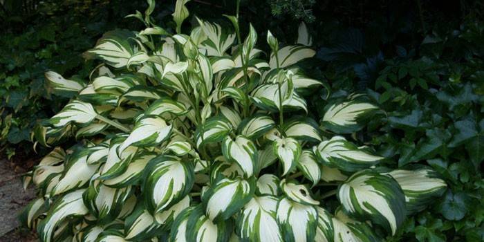 Hosta ondulata da giardino