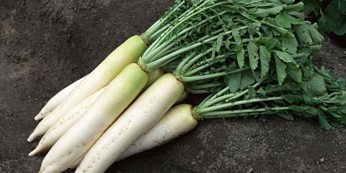 Daikon