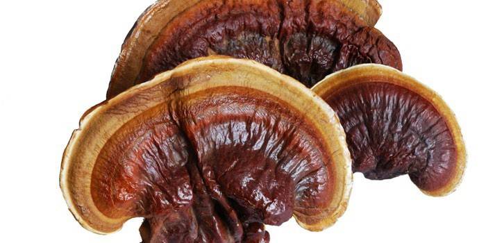 Reishi sēnes