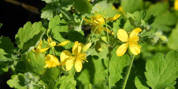 Žydi celandine