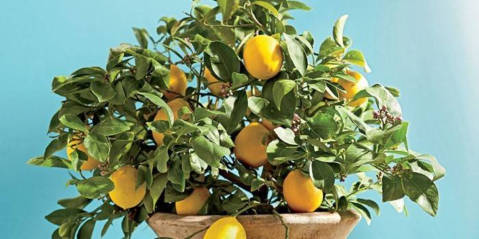 Limone in vaso